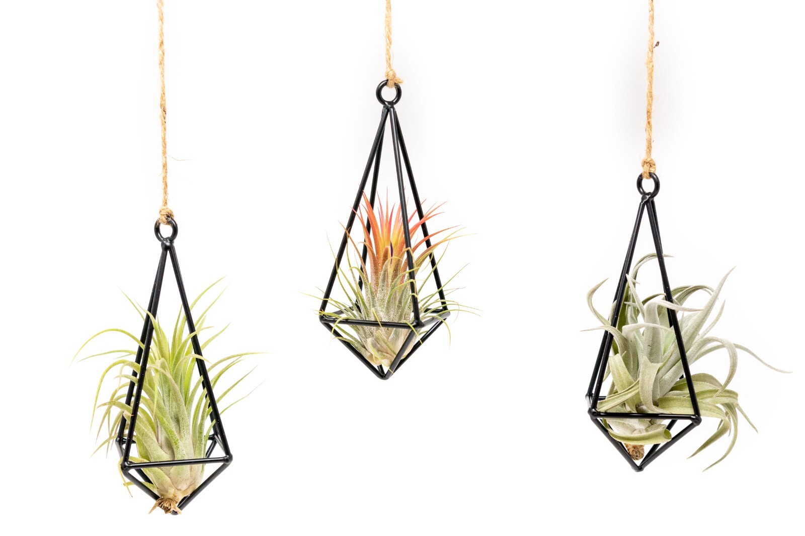 Hanging Black Metal Pendant with Medium Air Plant – Wholesale Tillandsia Decor