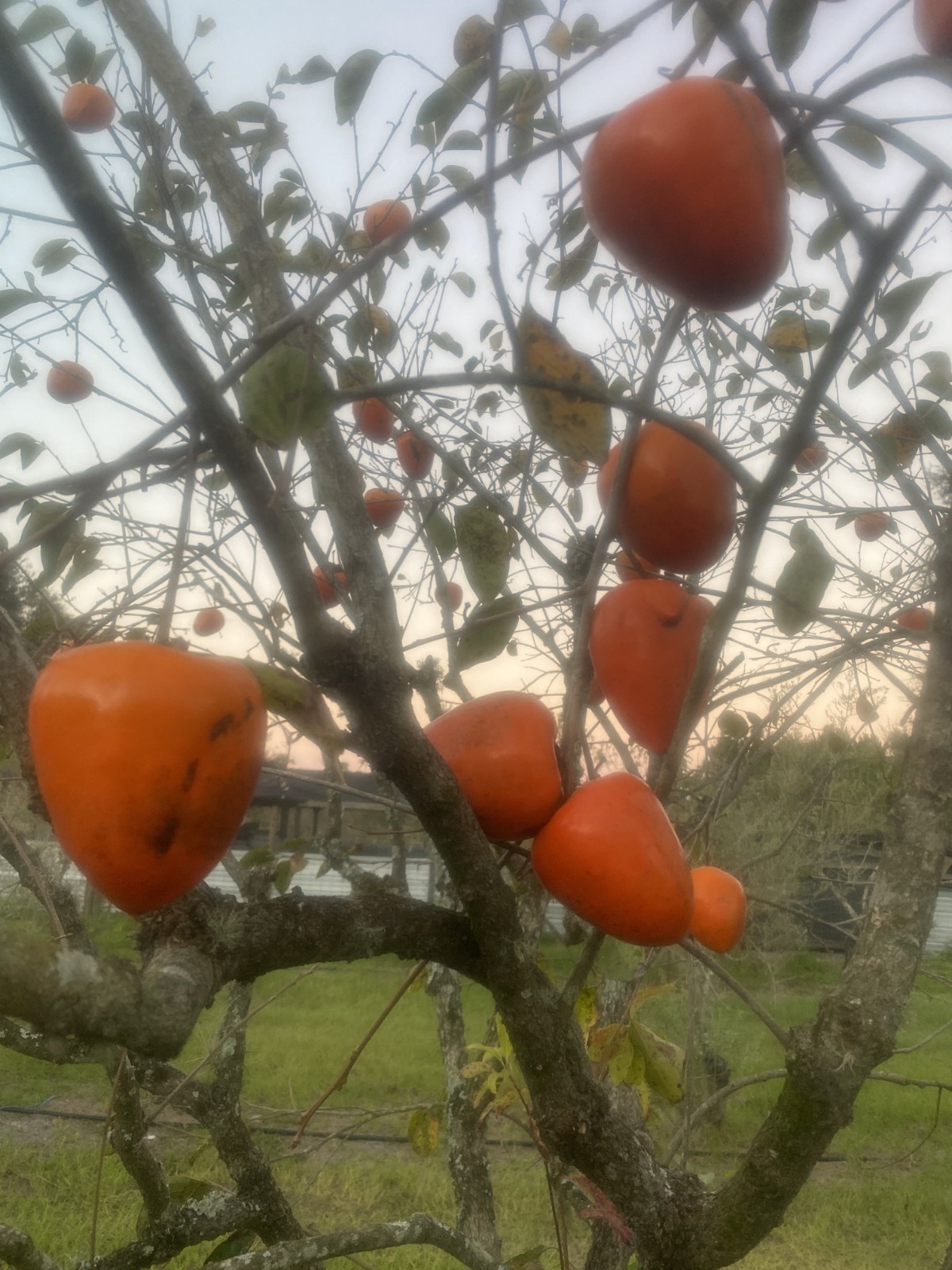 HACHIYA PERSIMMONS PUREE (3- 2 cup Packages)