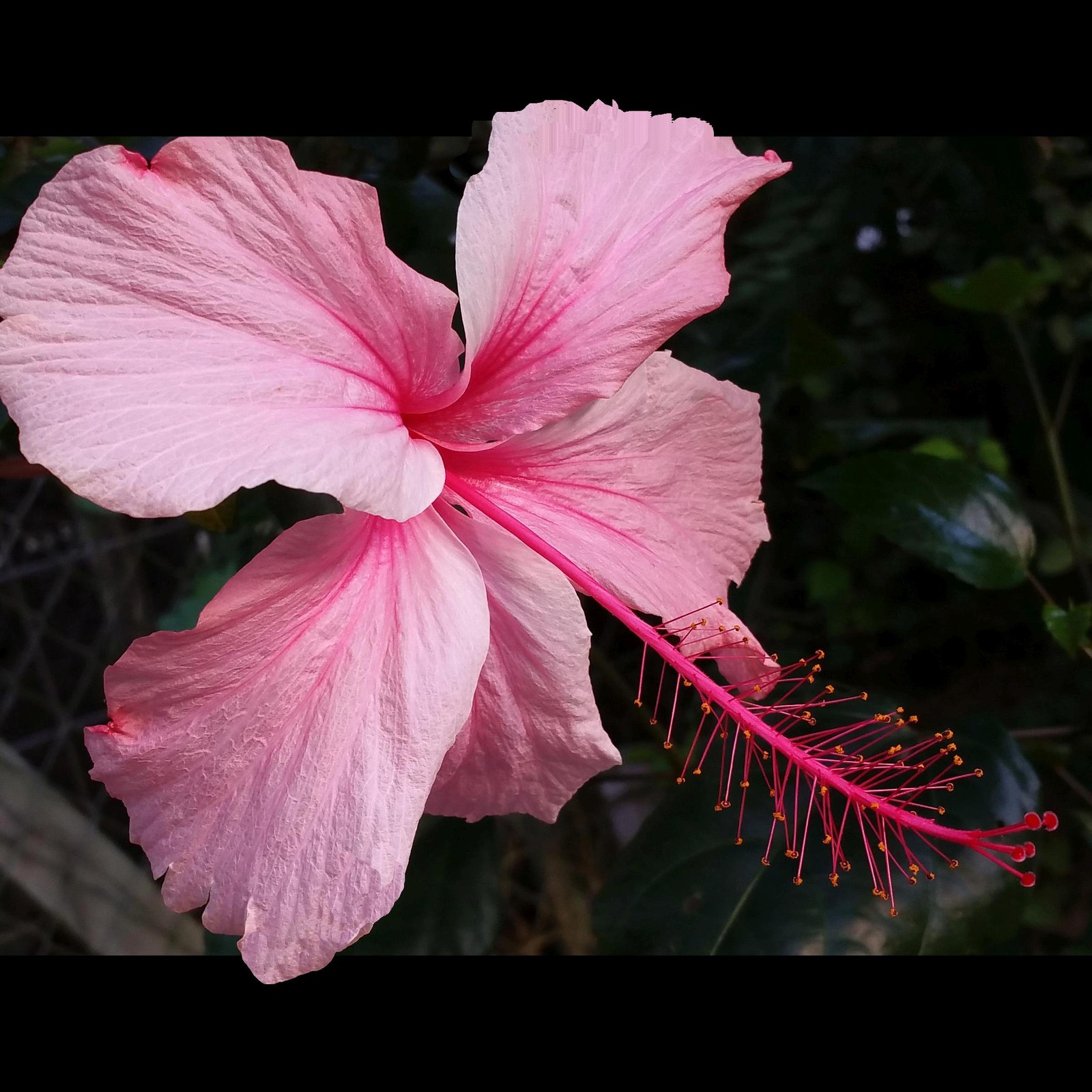 ANDERSON CREPE Tropical Heirloom Hibiscus Tree Plant