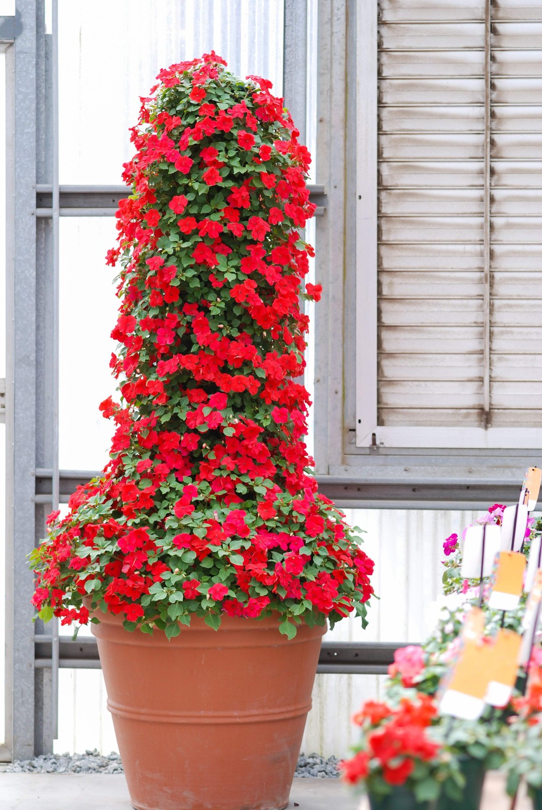 50 DWARF RED IMPATIENS Scarlet Walleriana Sun or Full Shade Flower Seeds *FlatSH