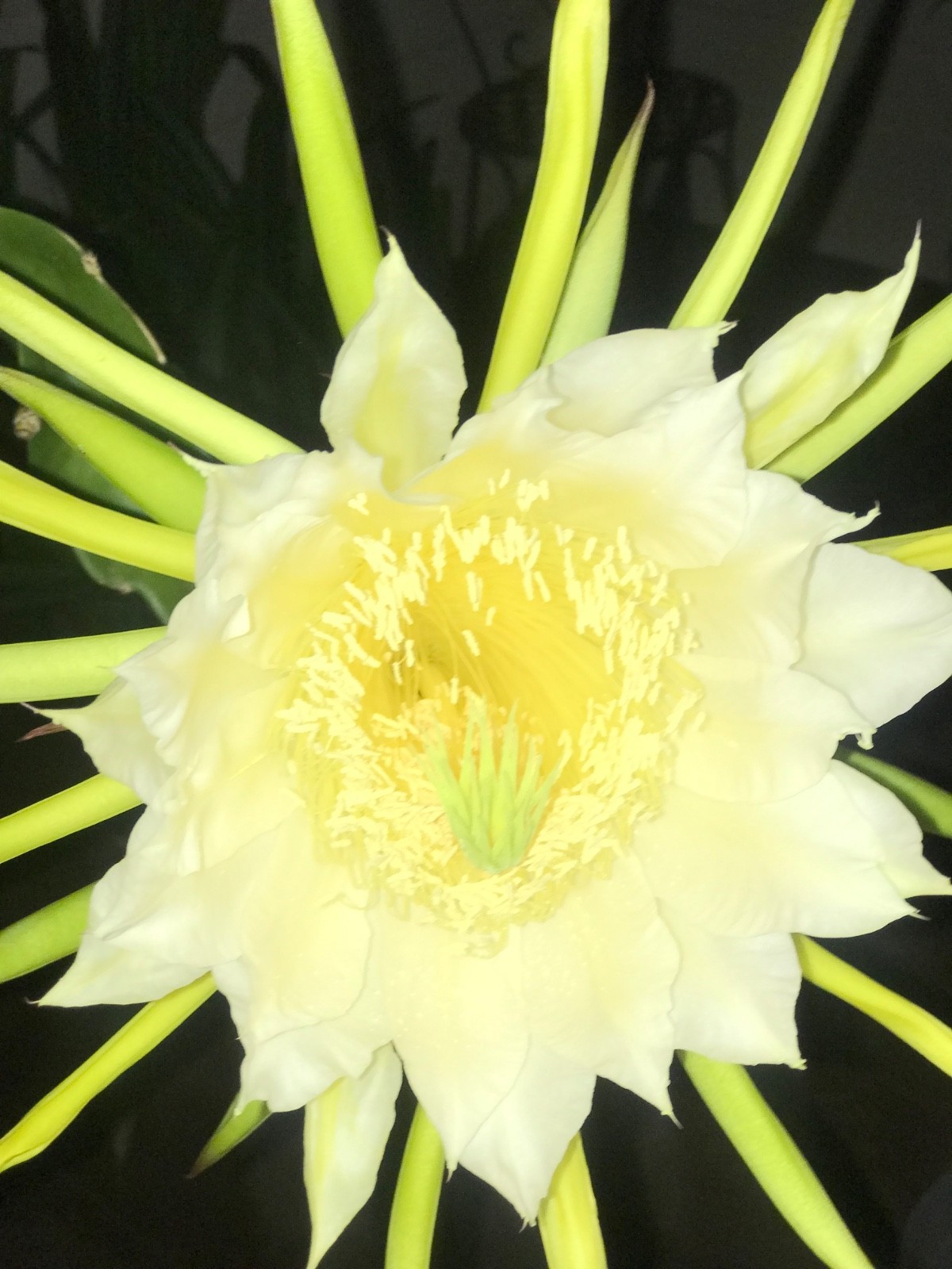 5 ct Dragon Fruit Cuttings 8-12 inches, Guaranteed Red Fruits, FREE Training