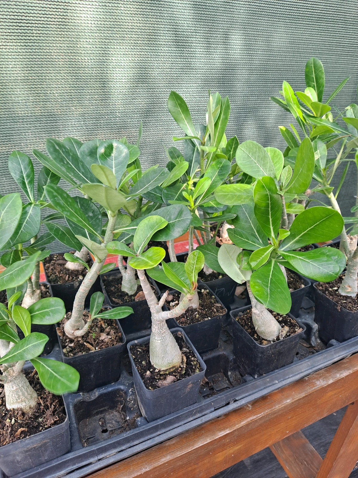 1 Adenium Obesum desert rose seedling Rosa Del Desierto US SELLER