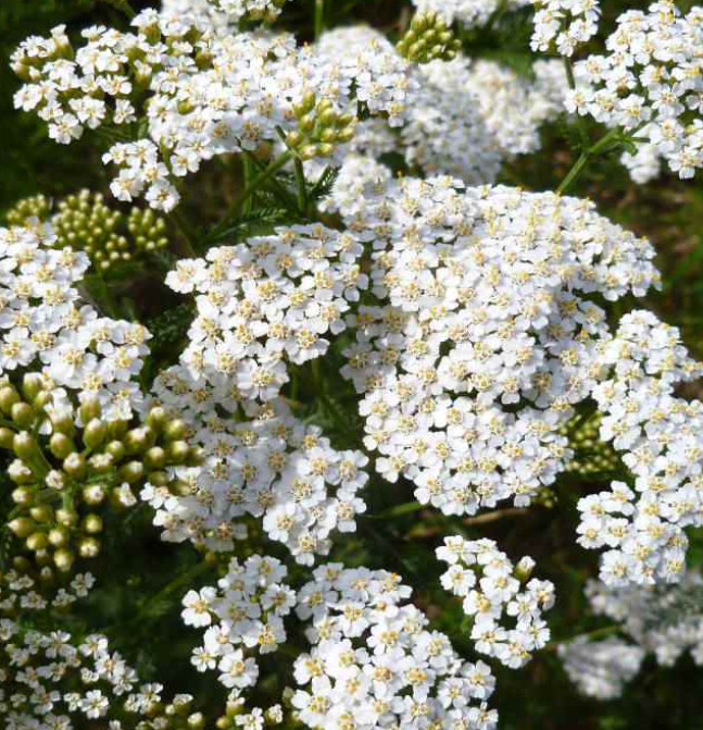 Yarrow WESTERN Perennial White Flowers Xeriscaping Dry Area Non-GMO 500 Seeds!