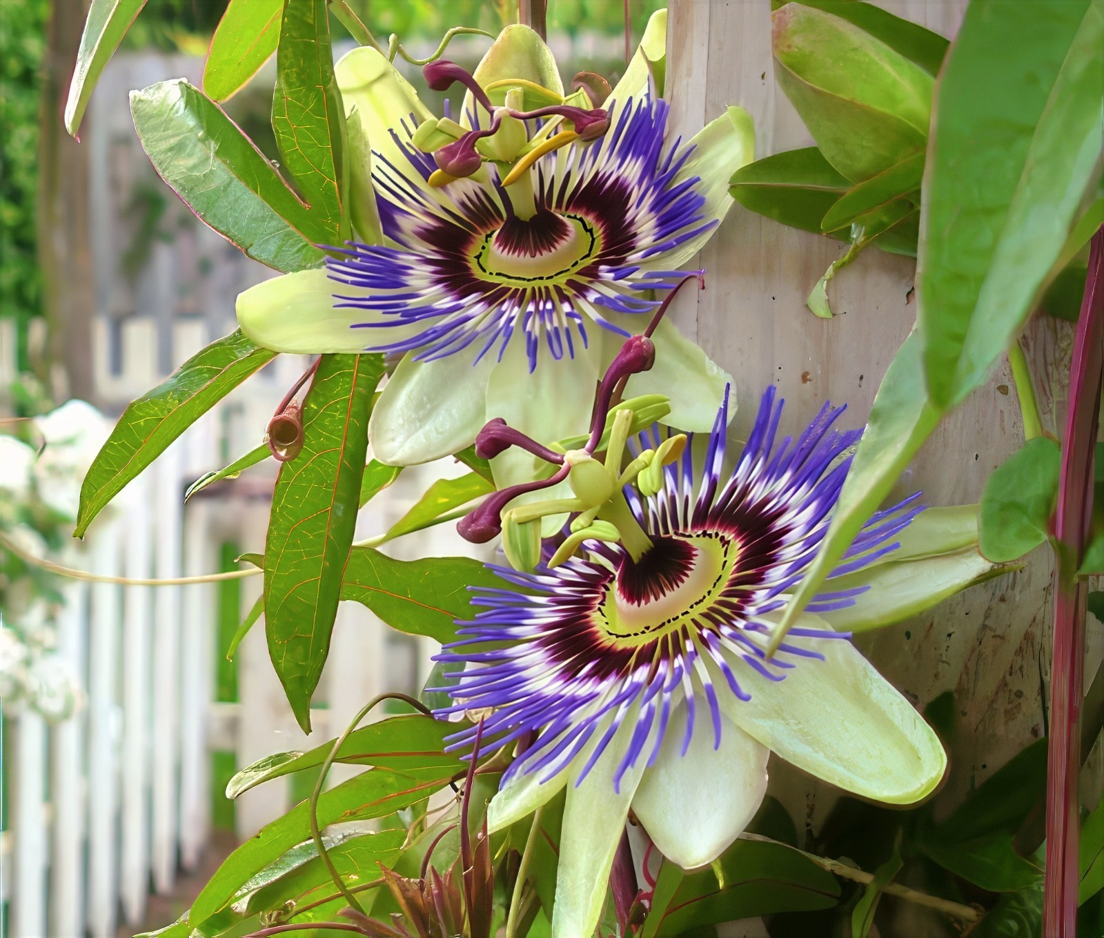 BLUE PASSION FLOWER SEEDS Climber Vine Fruit Plant Hummingbirds & Butterflies!