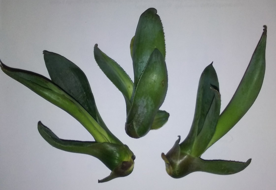 Agave weberi – 3 Bulbils, Ornamental & Spirit Production, Dec 2025