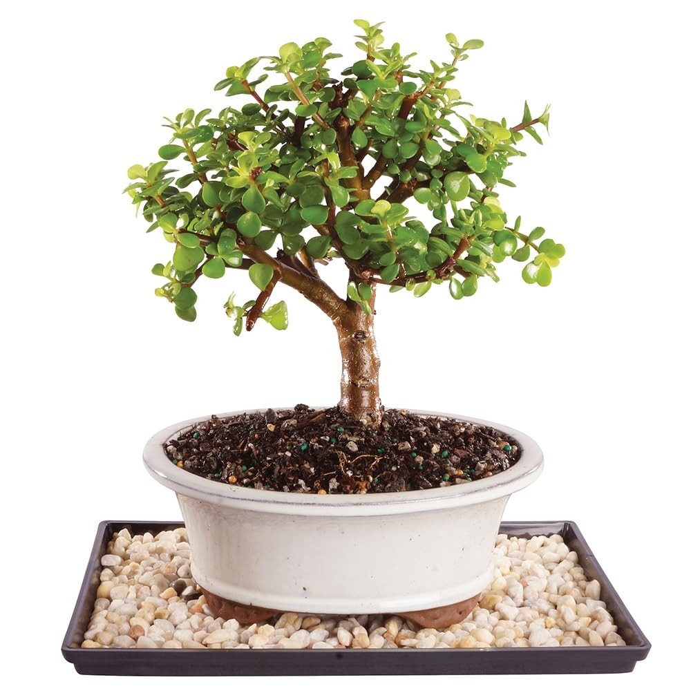 Live Dwarf Jade Bonsai Tree – Indoor Plant in Ceramic Pot, 8-12″ Tall, Easy Care