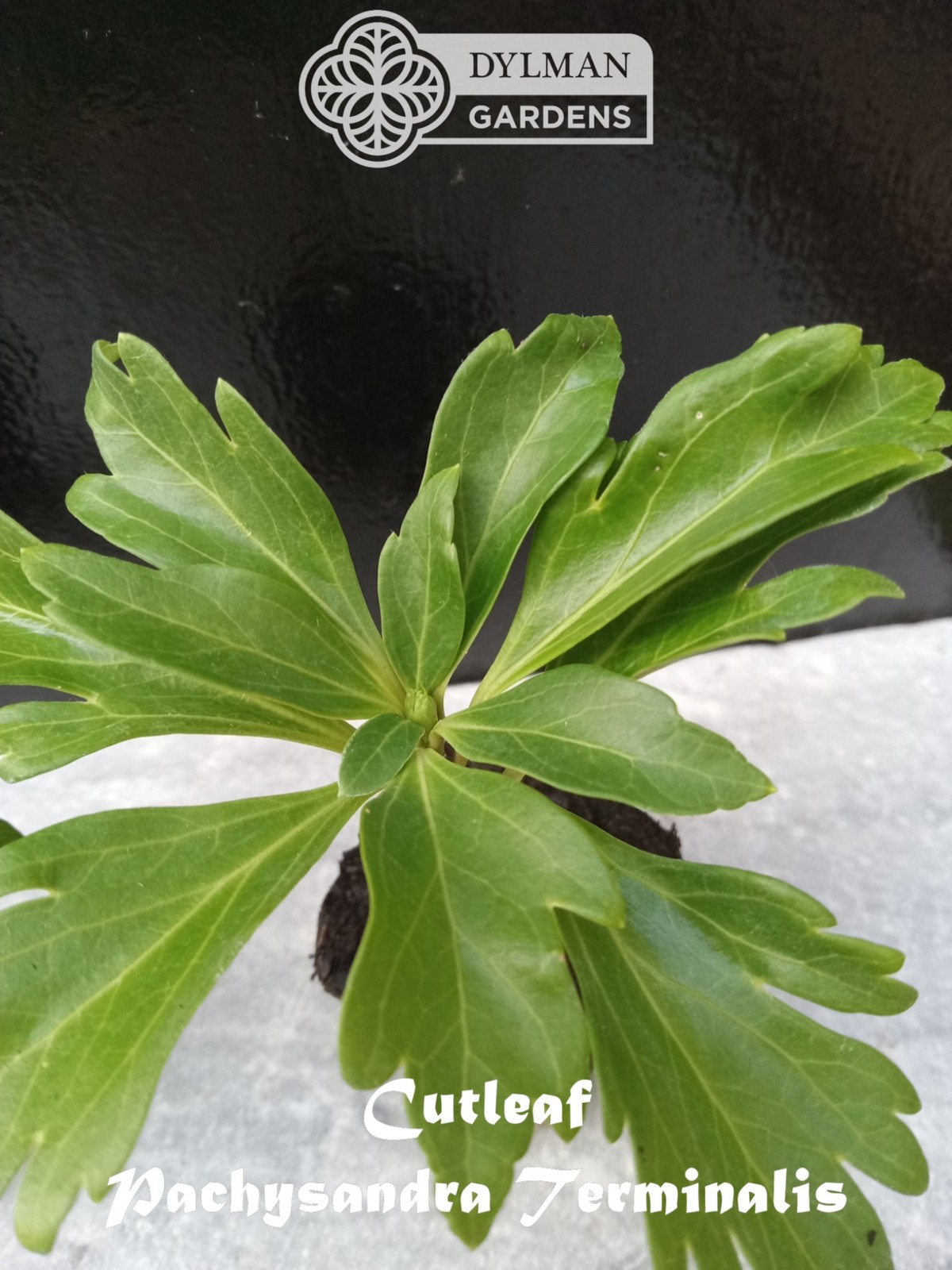 Cutleaf Japanese Spurge (Pachysandra terminalis ‘Cutleaf’) – Multiple Sizes