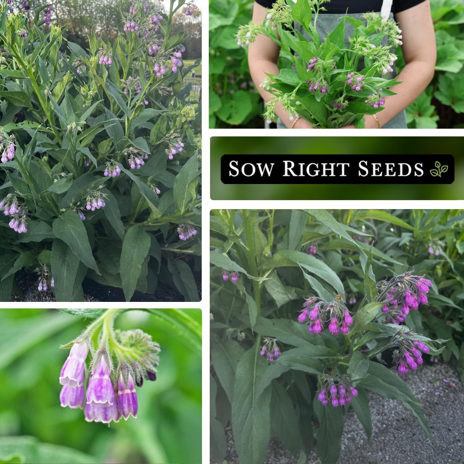 Sow Right Seeds – Comfrey for Planting – Non-GMO Heirloom – purple