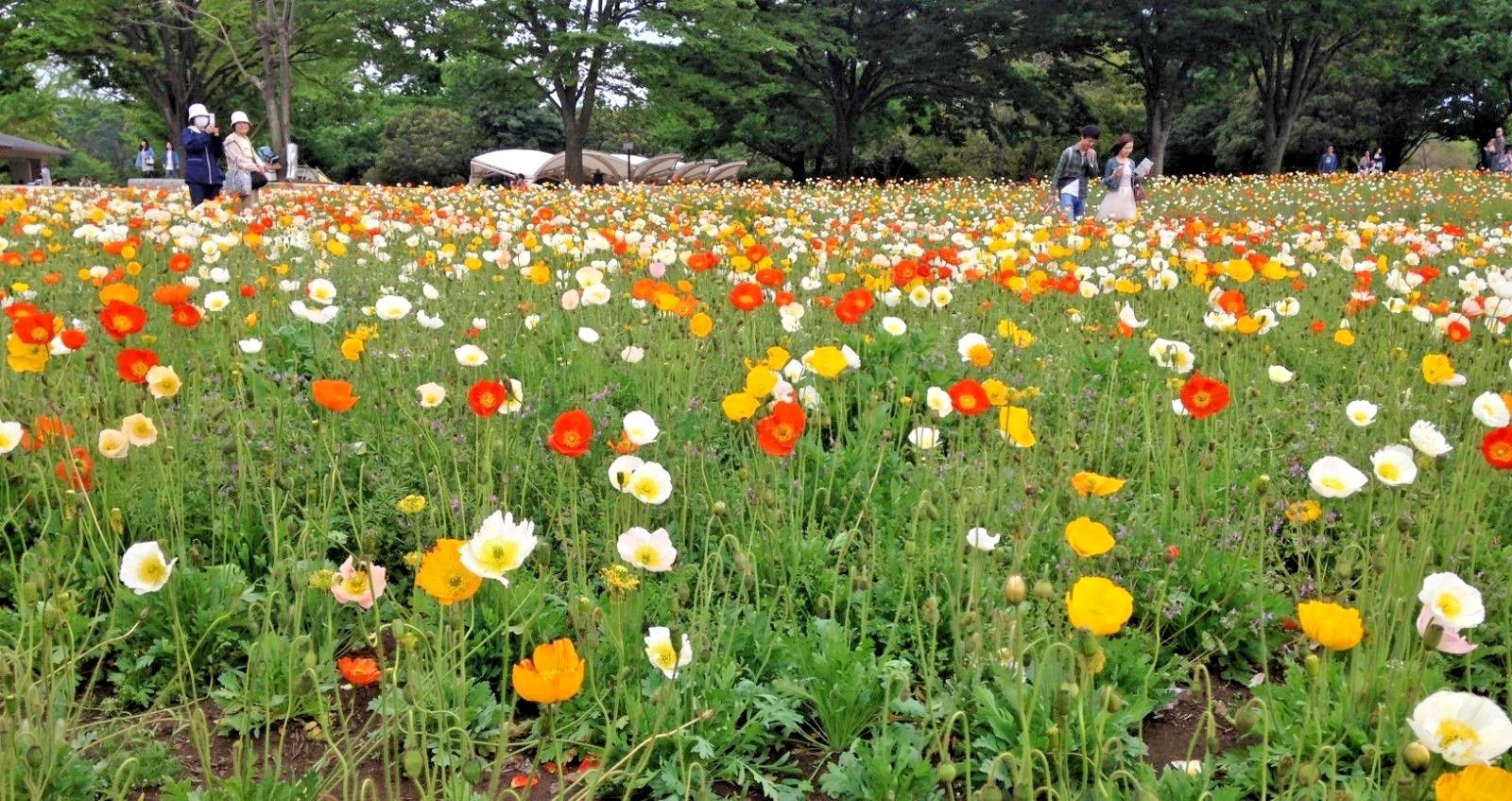 2000+CORN Field POPPY MIX Flower Seeds Wildflower Garden Container Fast Easy