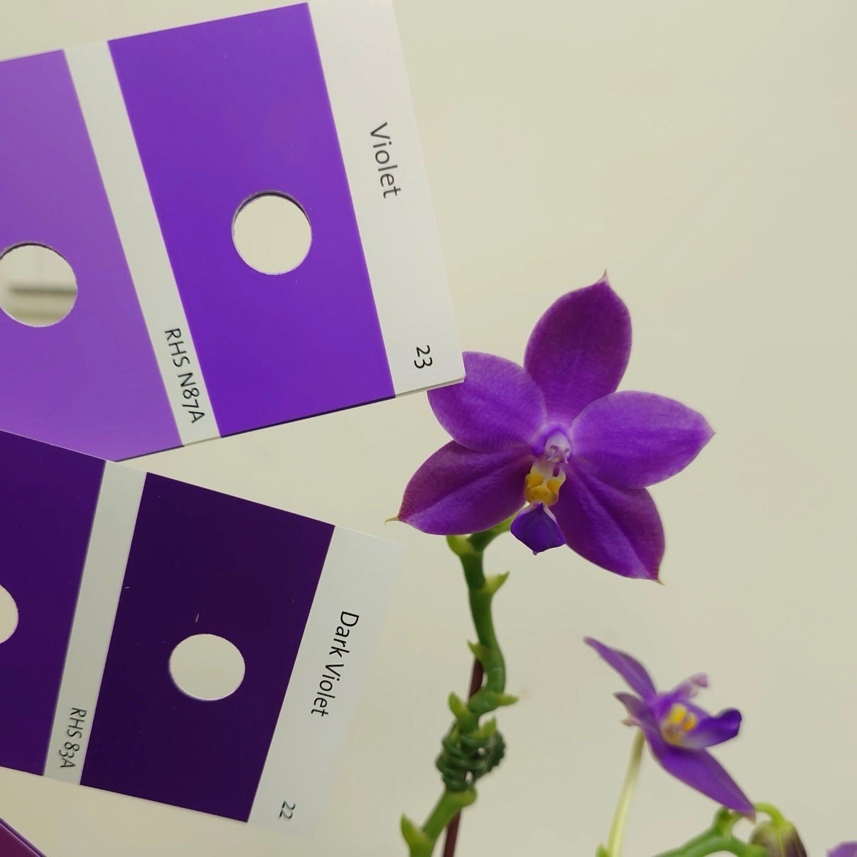 Phalaenopsis Ludde – violacea