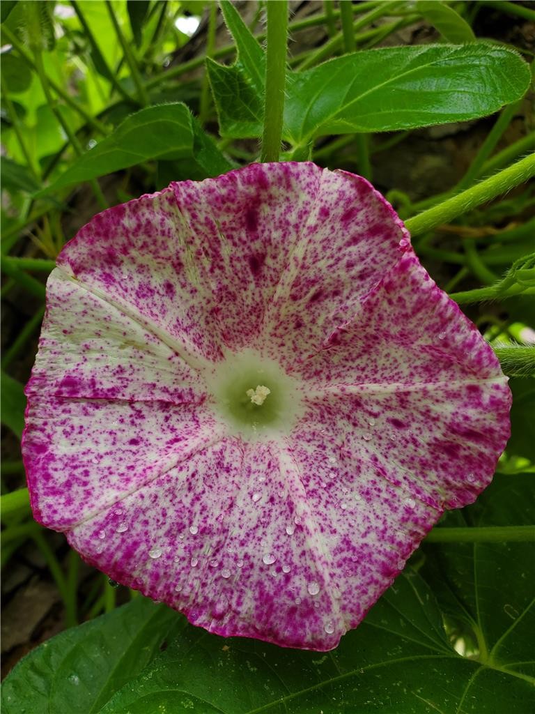 Kanoko Pink White Red Speckled | Japanese Morning Glory Flower Vine Seeds RARE
