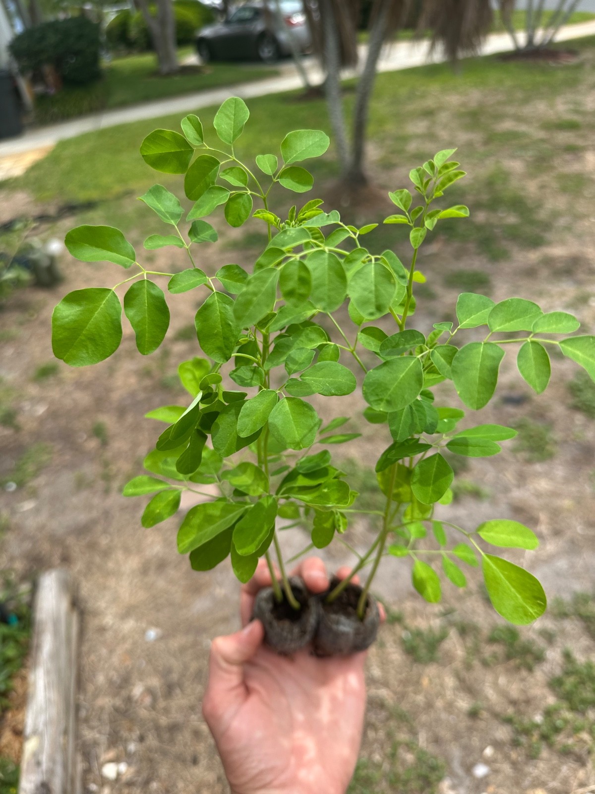 Live Moringa Tree Seedling 11 Inch+ Moringa Oleifera live Miracle Tree Plant