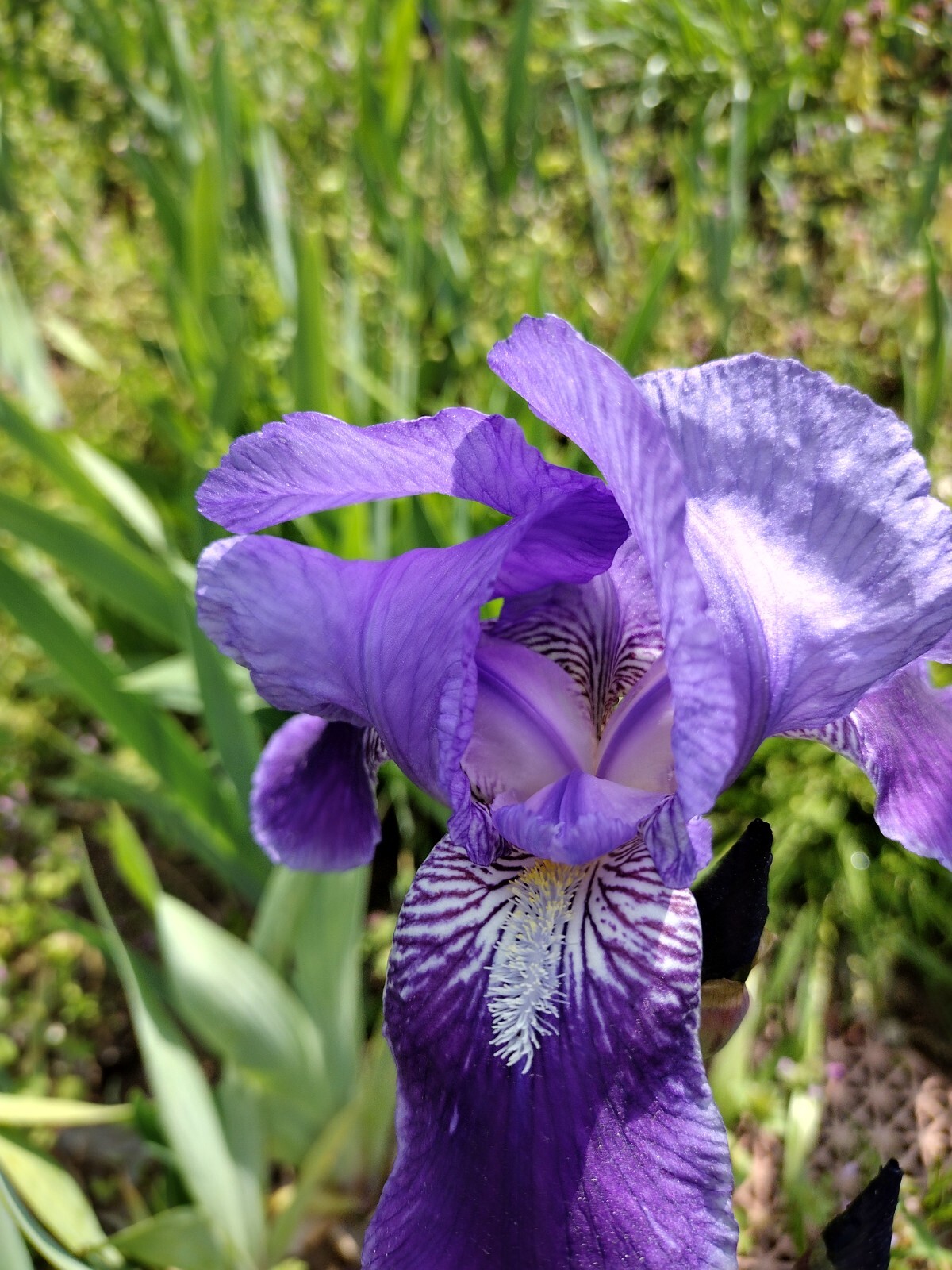 5 MIXED VARIETIES IRIS Rhizomes FREE SHIPPING