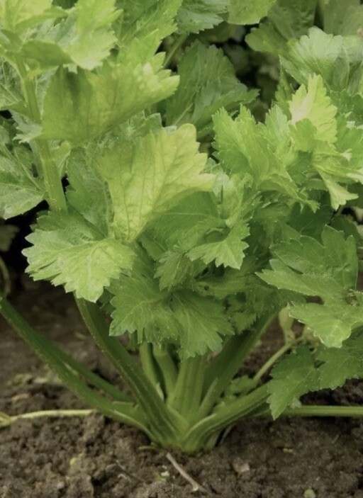 1500 Plus Tall Utah Celery Seeds-Non GMO-Open Pollinated