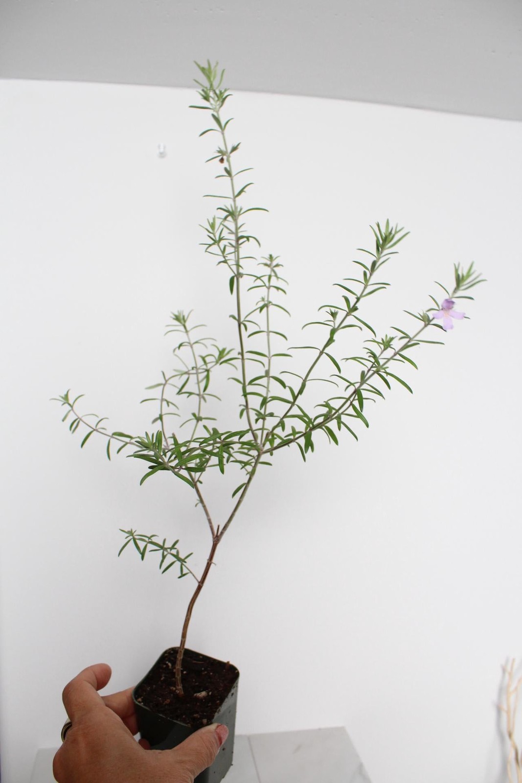 Coastal Rosemary, 2 Inch Pot, Purple Flowering Evergreen Shrub