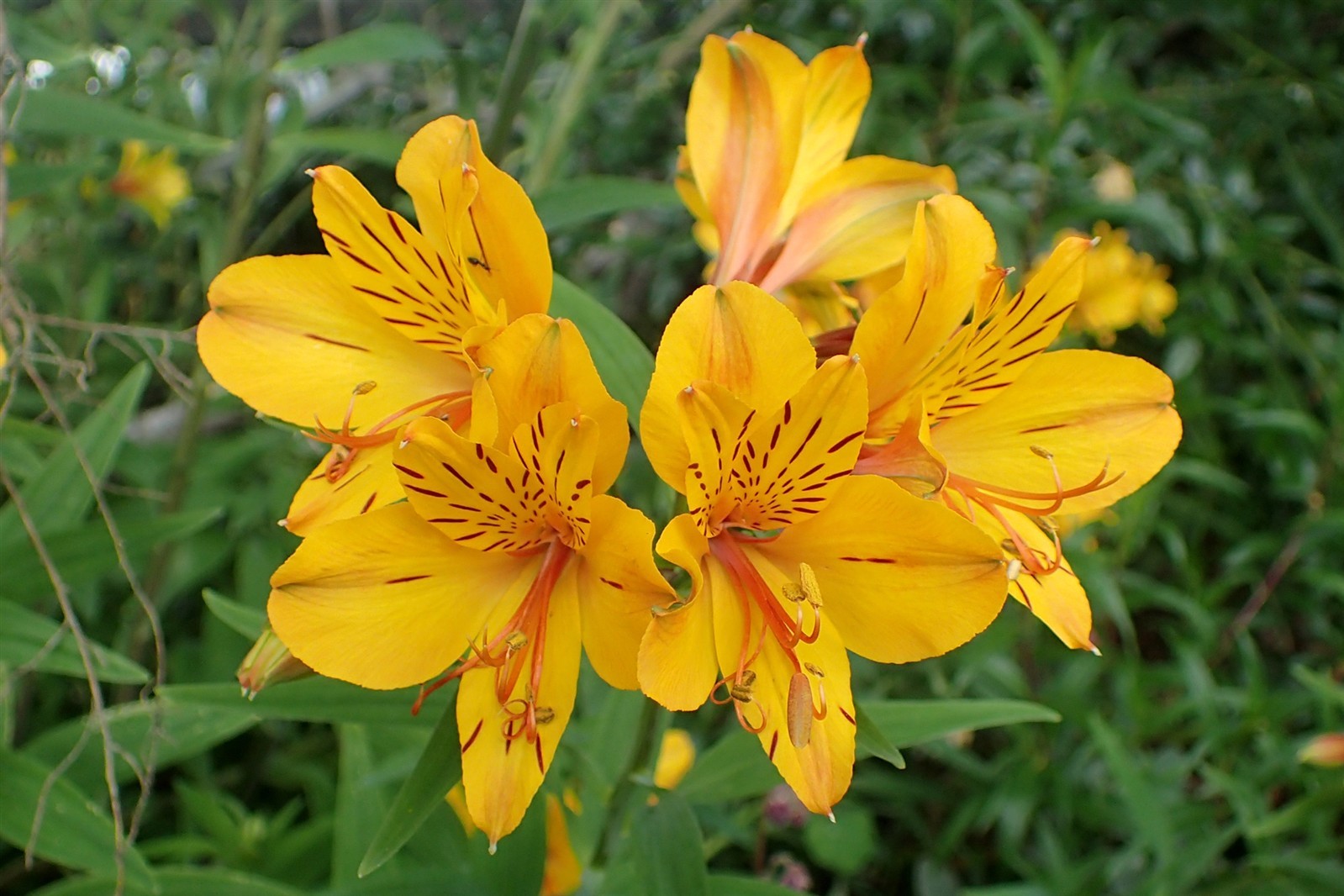 Alstroemeria aurea | pelegrina | psittacina | Yellow Peruvian Lily | 10_Seeds