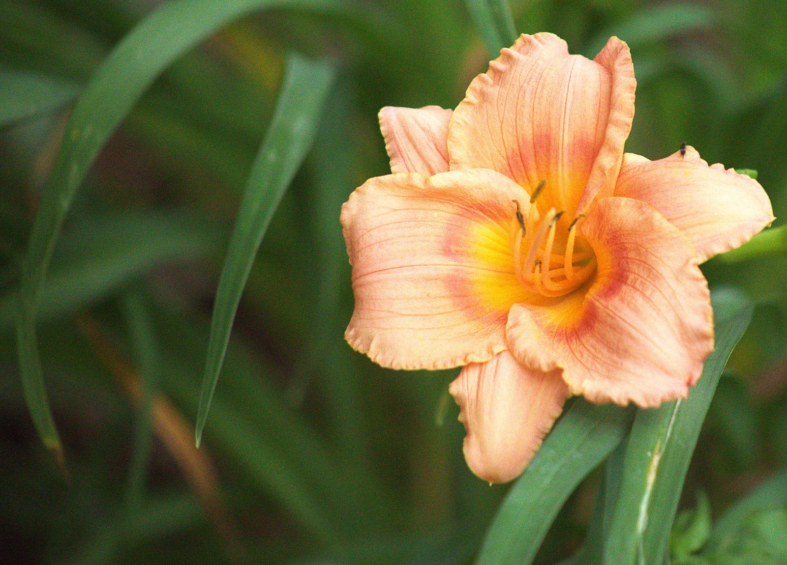 Daylily, Children’s Festival, Peachy Pink, Perennial, Bare Root x 3, zones 3-9