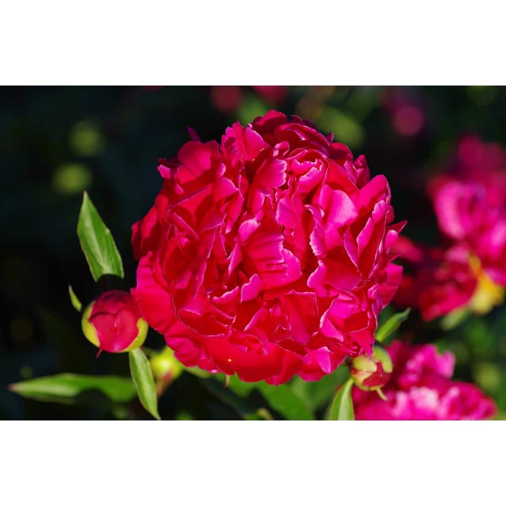 2 Gal. Karl Rosenfield Peony (Paeonia) Live Shrub with Cherry Red Double Blooms
