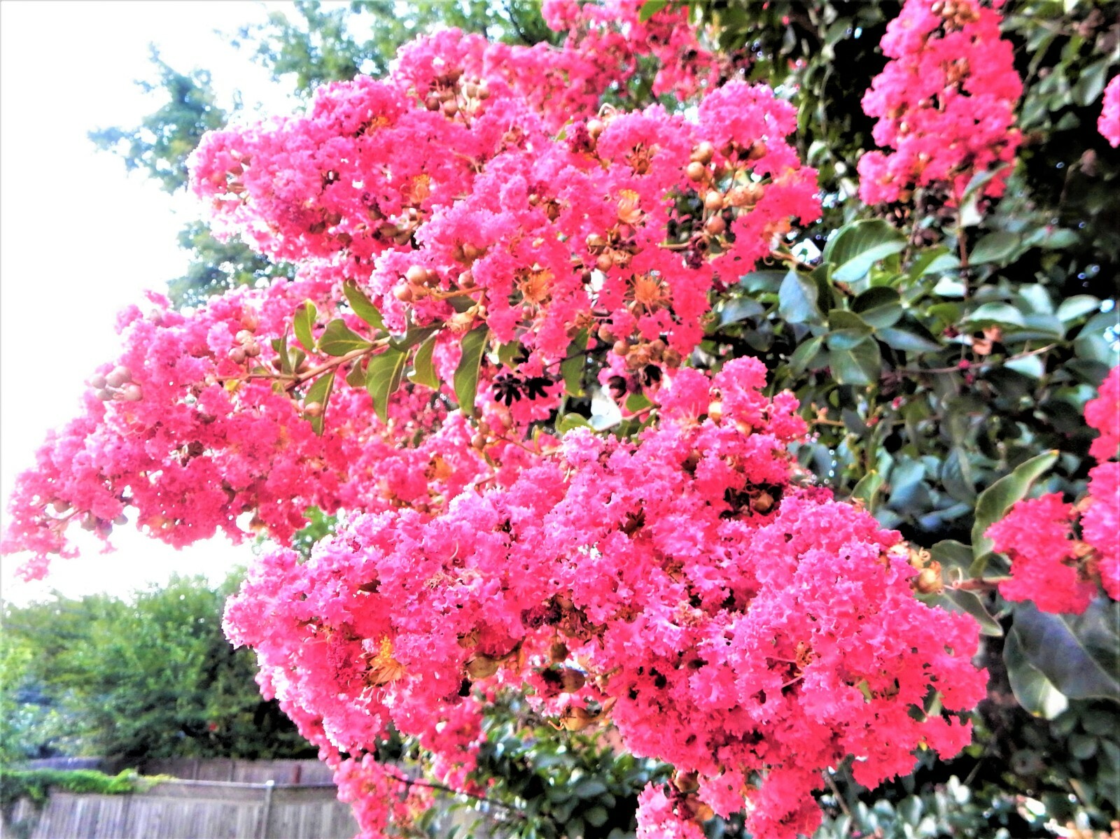 SIOUX Pink Crape Myrtle Plant – Perennial – 2 Plants 6″ to 8″ Tall