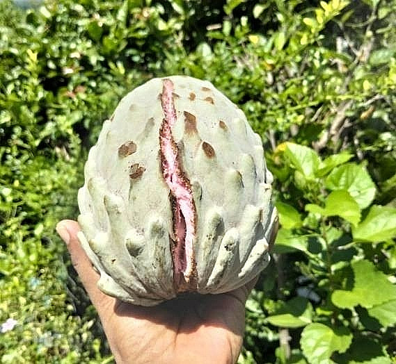 Ilama “Redland” (Annona diversifolia) scions for grafting 4 for $25