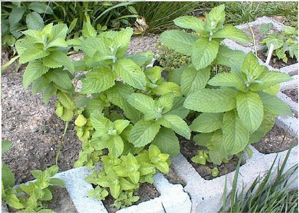 Apple Mint Herb Sweet Smelling Mint Over 50 Seeds USA Seller