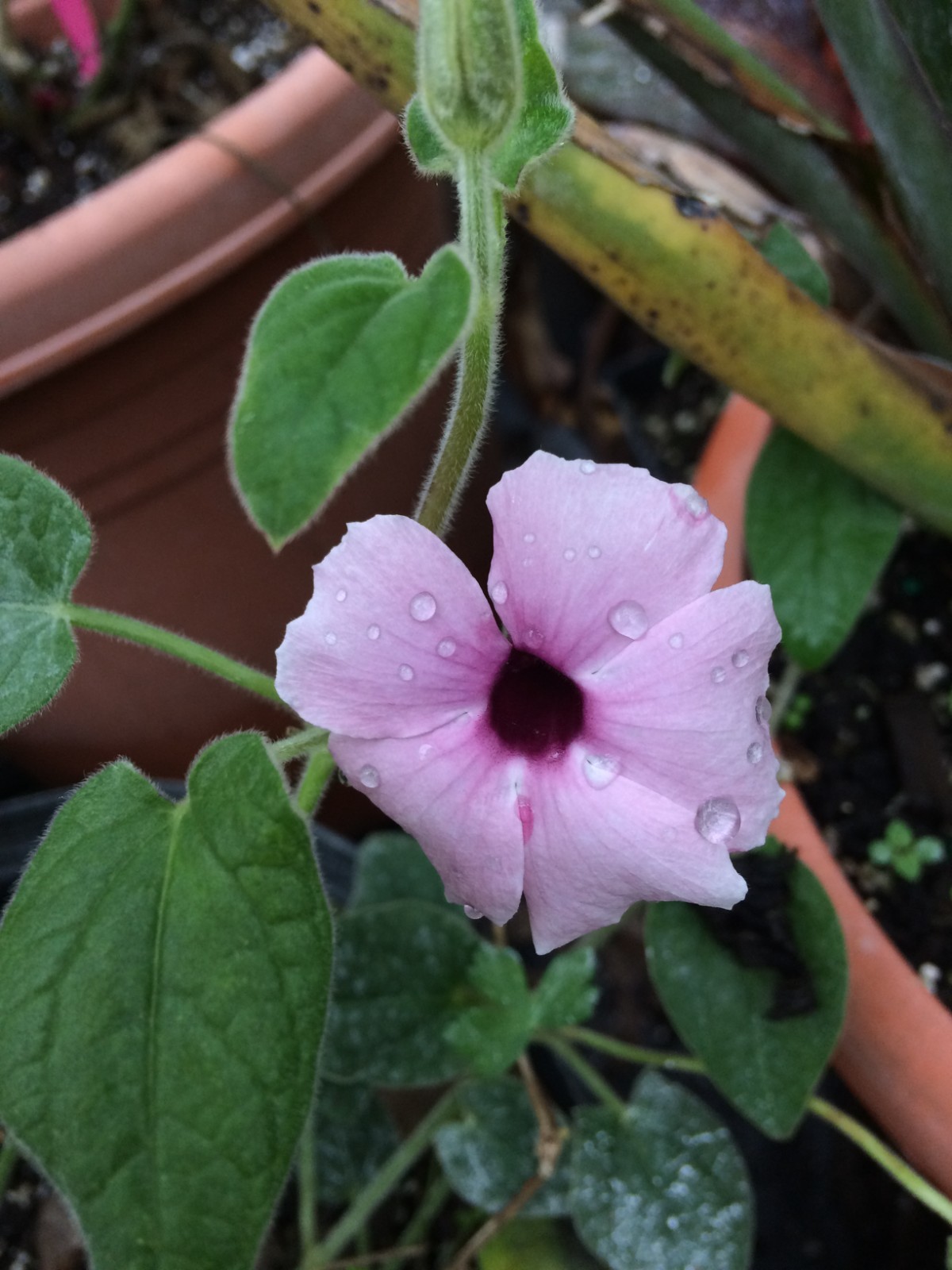 Thunbergia alata Raspberry Smoothie quart Plant