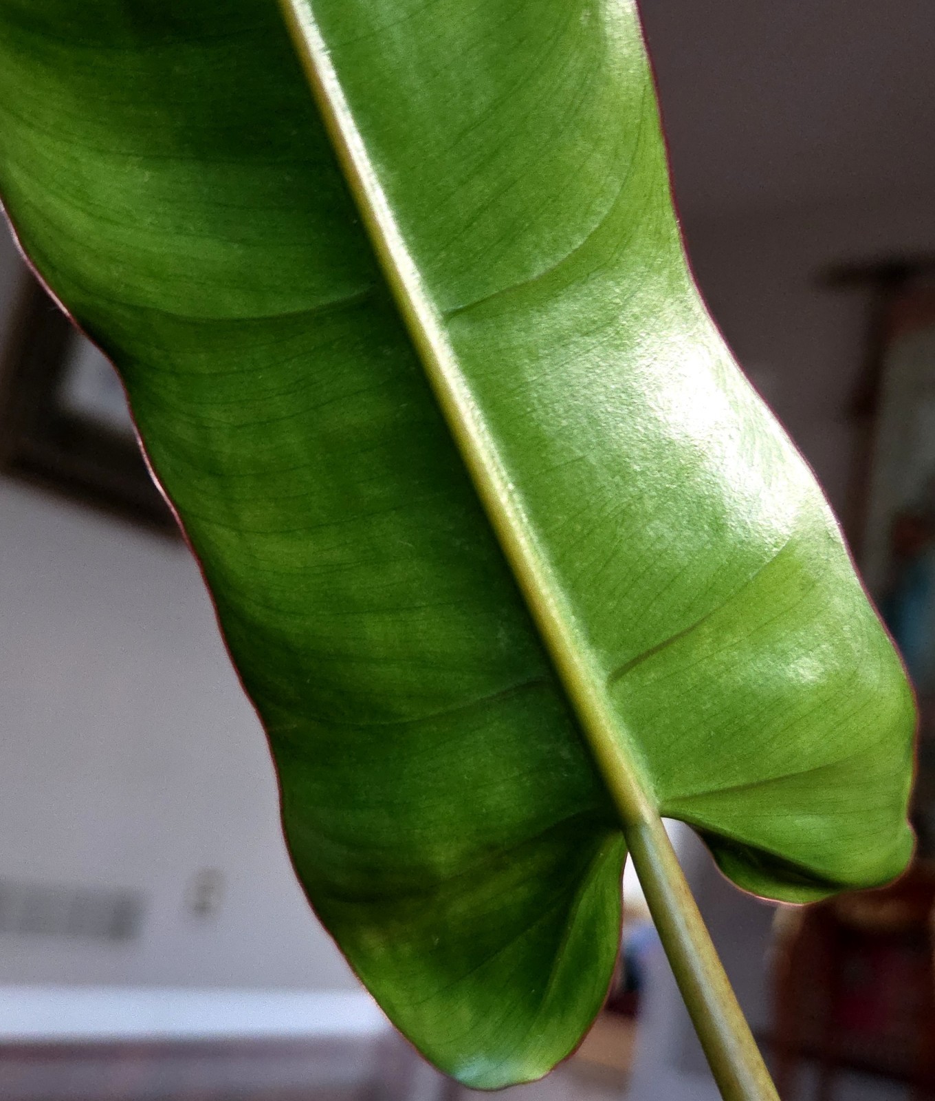 RARE Philodendron Billietae X Sagittafolium Pink Flushed 21″ Wide Not Monstera