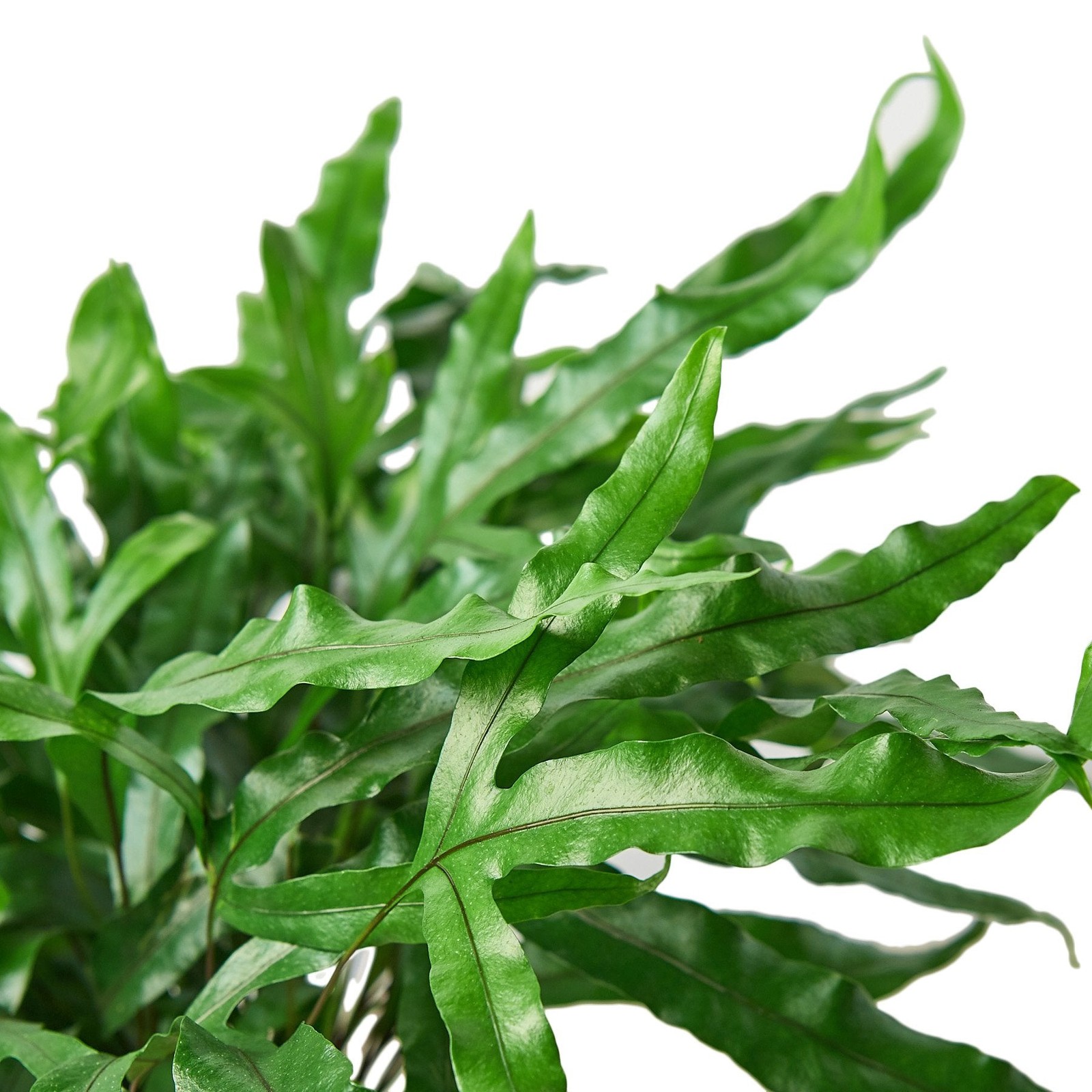 Fern ‘Kangaroo Paw’