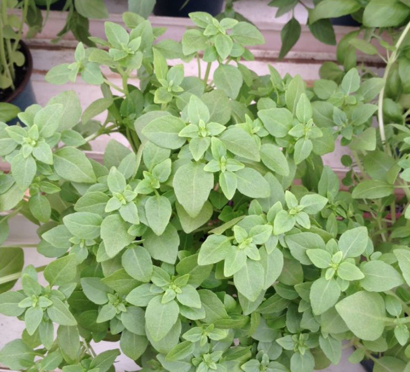 3 Live Greek Basil Plants – 5-8″ Tall – Healthy with Soil Root Balls – No Pot