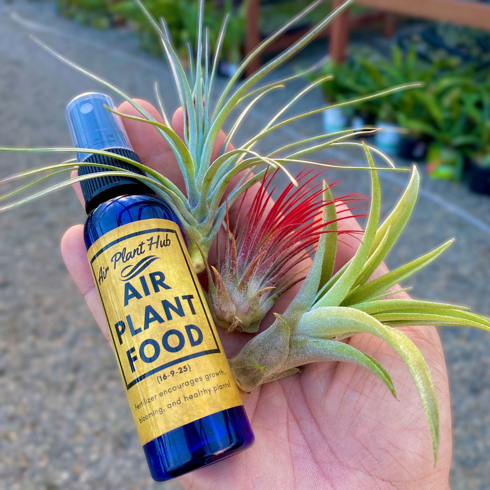 3 Air Plants & Fertilizer *Includes 1 Colorful Plant!*