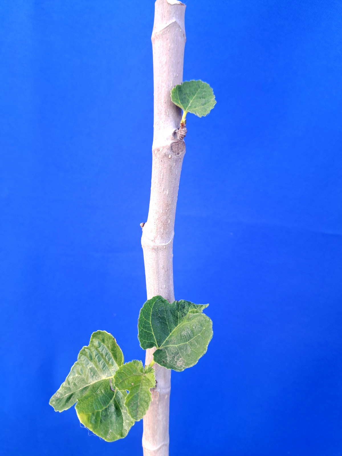 Fig ROSATO Variegated Fruit Live Plant Fruit Ficus Carica 18H