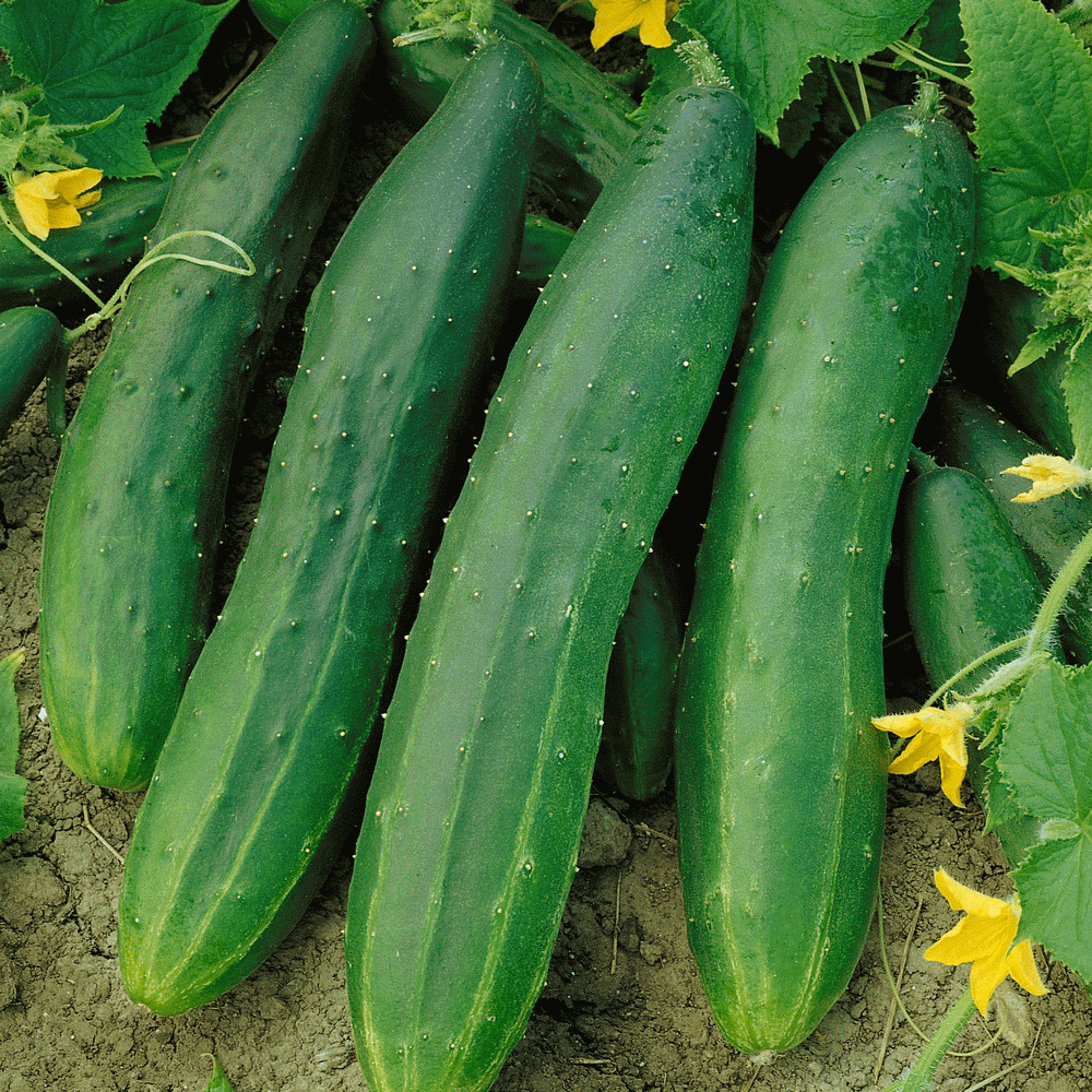 Straight Eight Cucumber Seeds | AAS Winner Slicing Cucumbers Seed Fresh for 2024