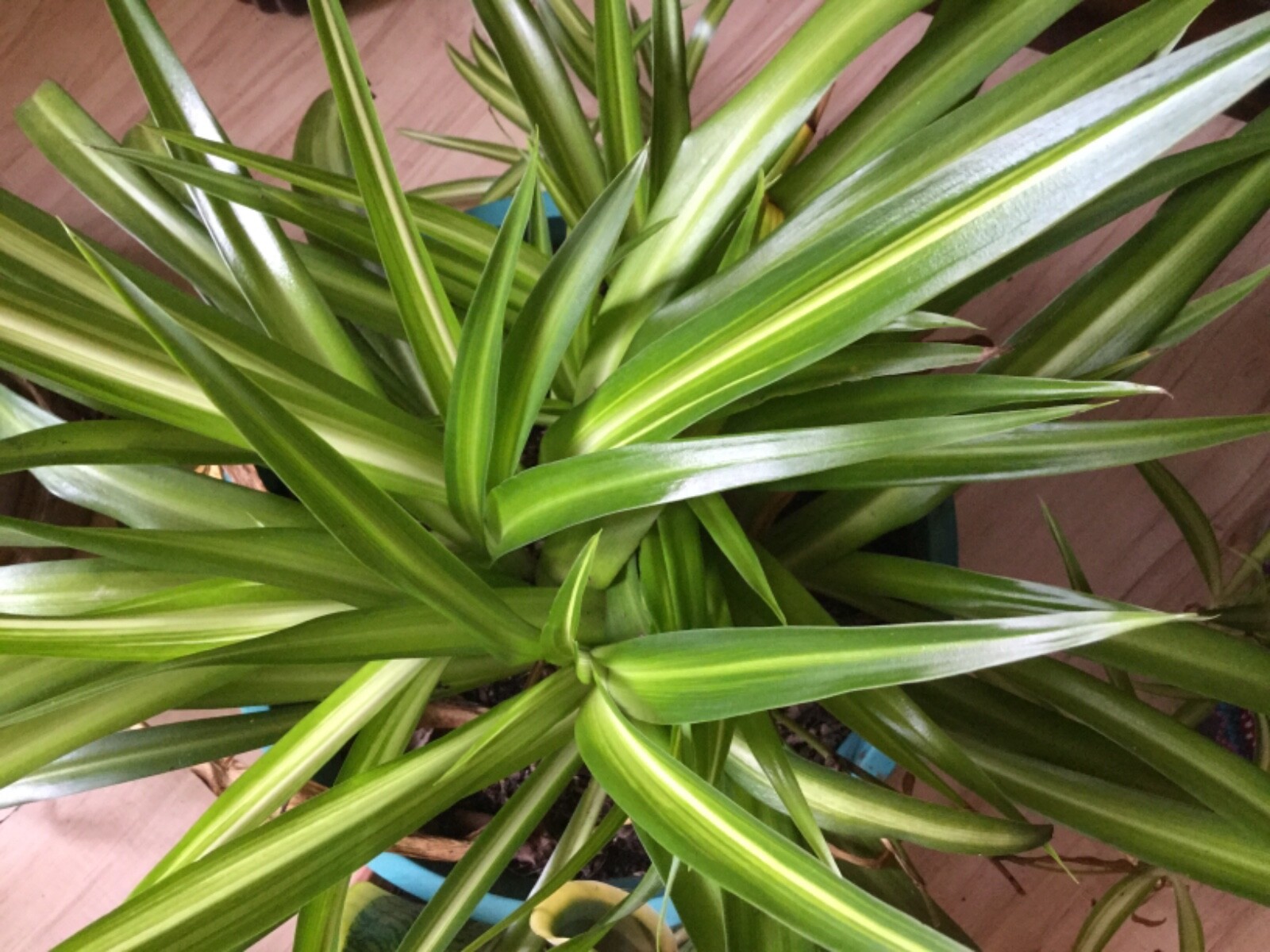 3 in. Spider Plants Chlorophytum comosum Golden Glow aka Hawaiian & variegated
