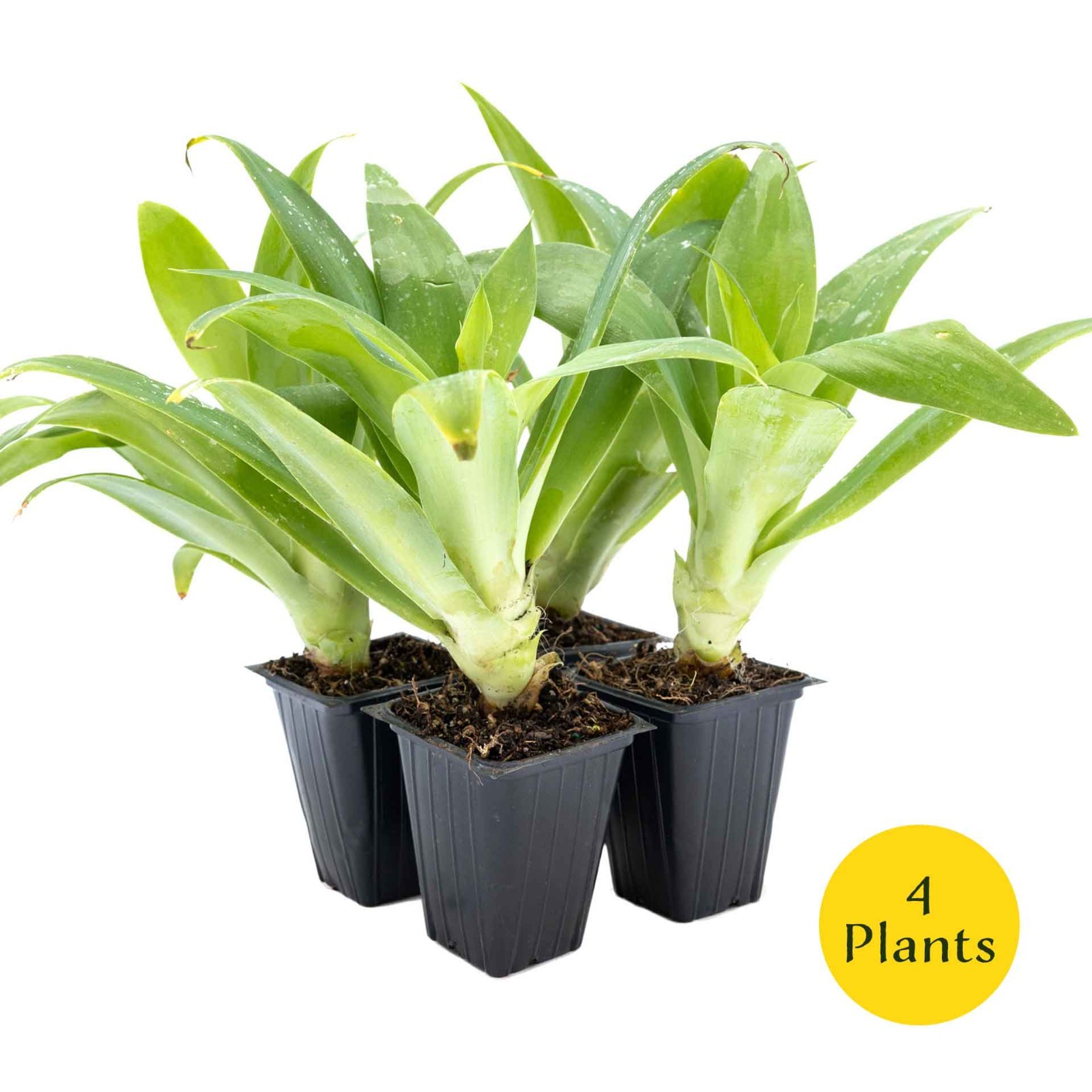 2 Foxtail Agave Succulents, Live Plants in Nursery Cubes (Agave attenuata)