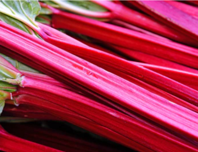Revolution Rhubarb – Hybrid Rheum – 20 Seeds (Limited Availability)