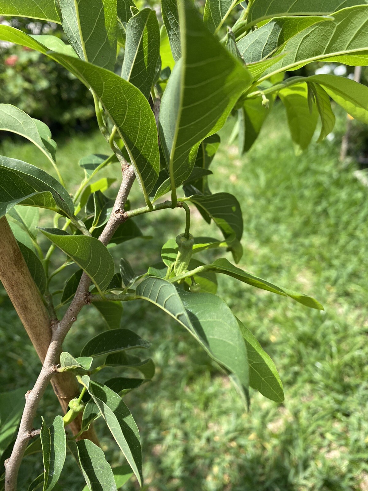 Sugar Apple/ Custard Apple tree 3ft to 4ft trees. nice and healthy.