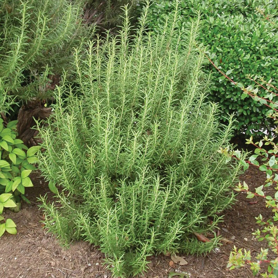 Upright Rosemary Plant – Live Plant in 1 Pot (2 Plants per Pot) – 6-8″ Tall