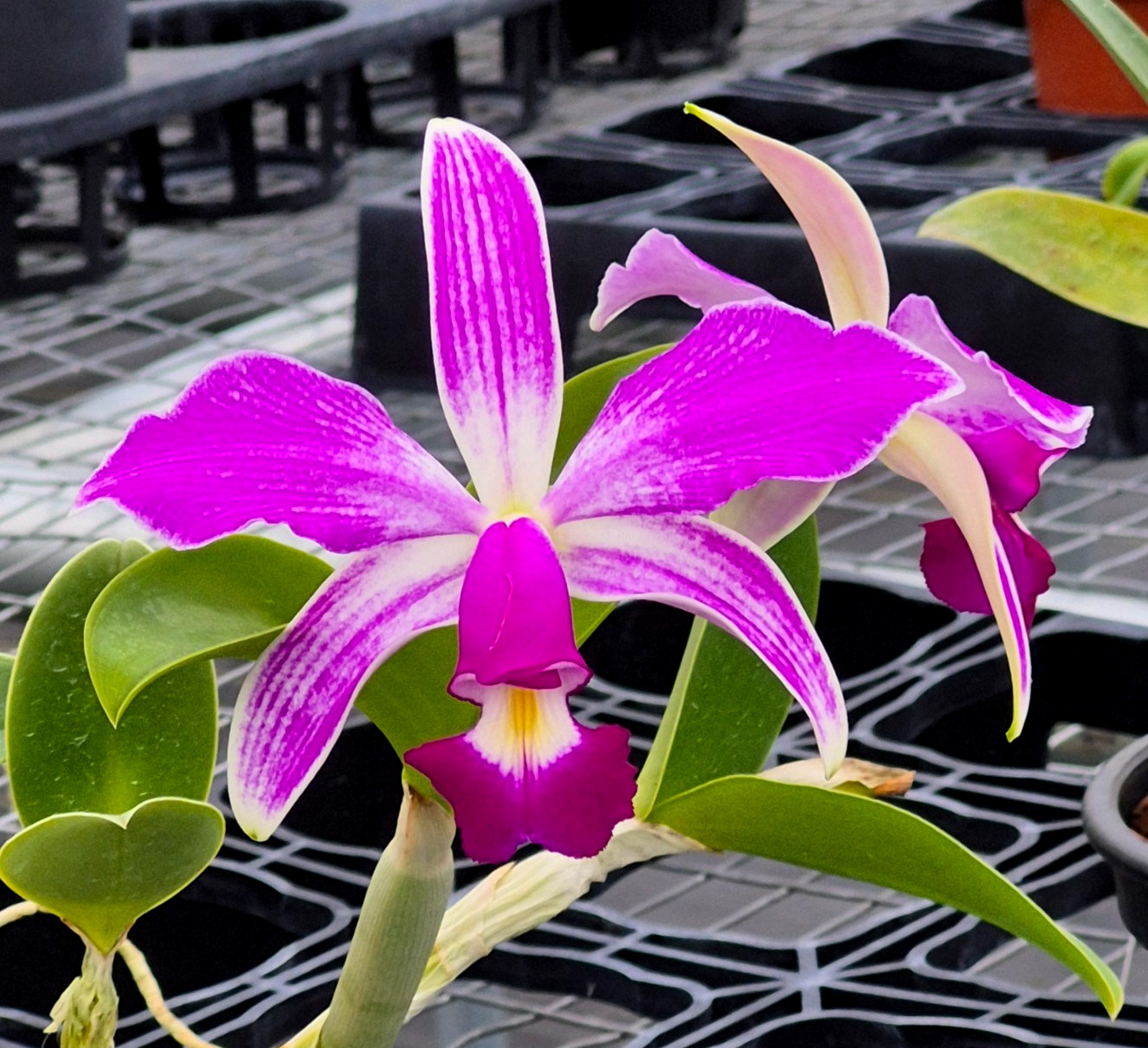 Cattleya violacea v. flamea x sib very nice orchid species exceptional flask!!