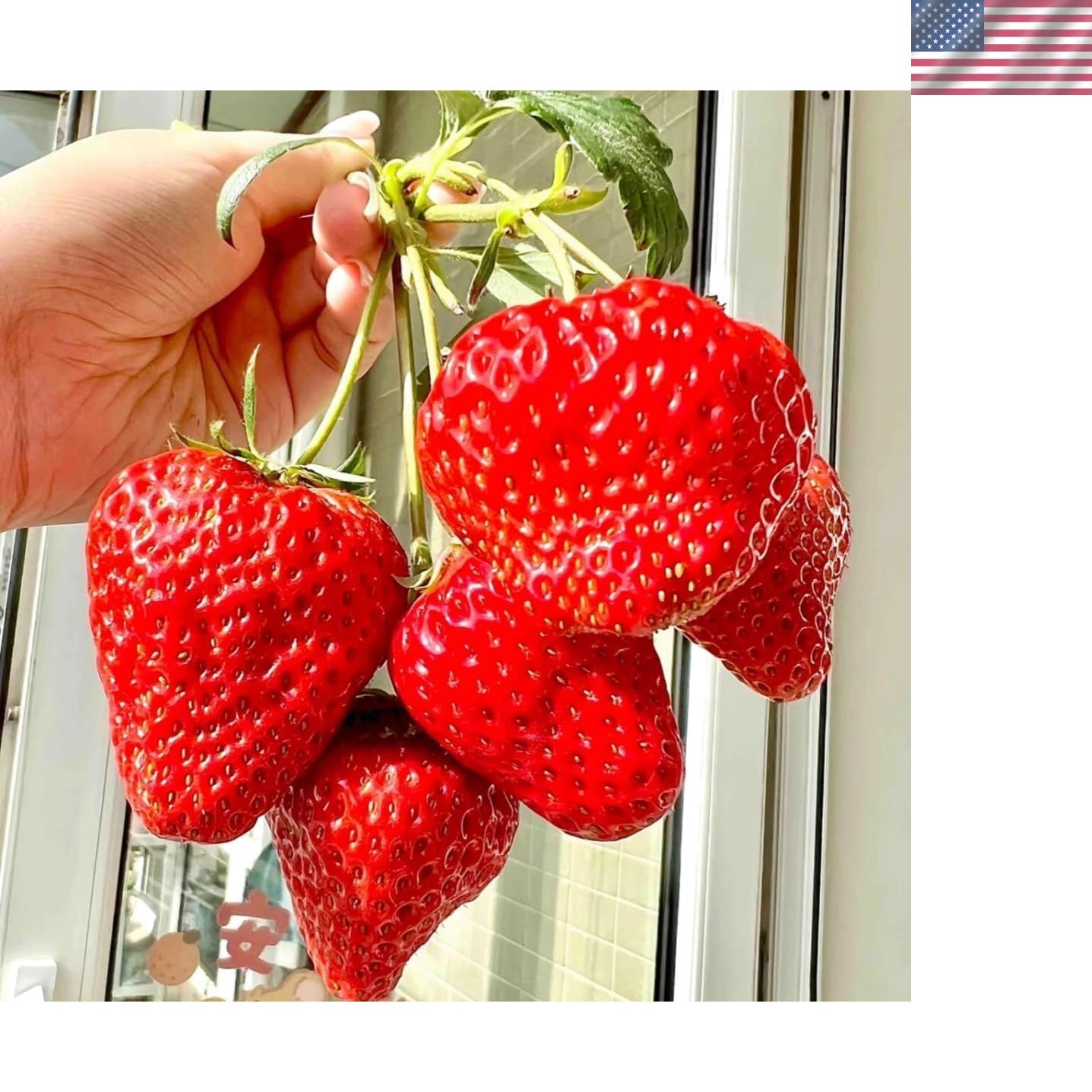 Delicious 300+ Giant Strawberry Seeds – Complete Growing Guide Included