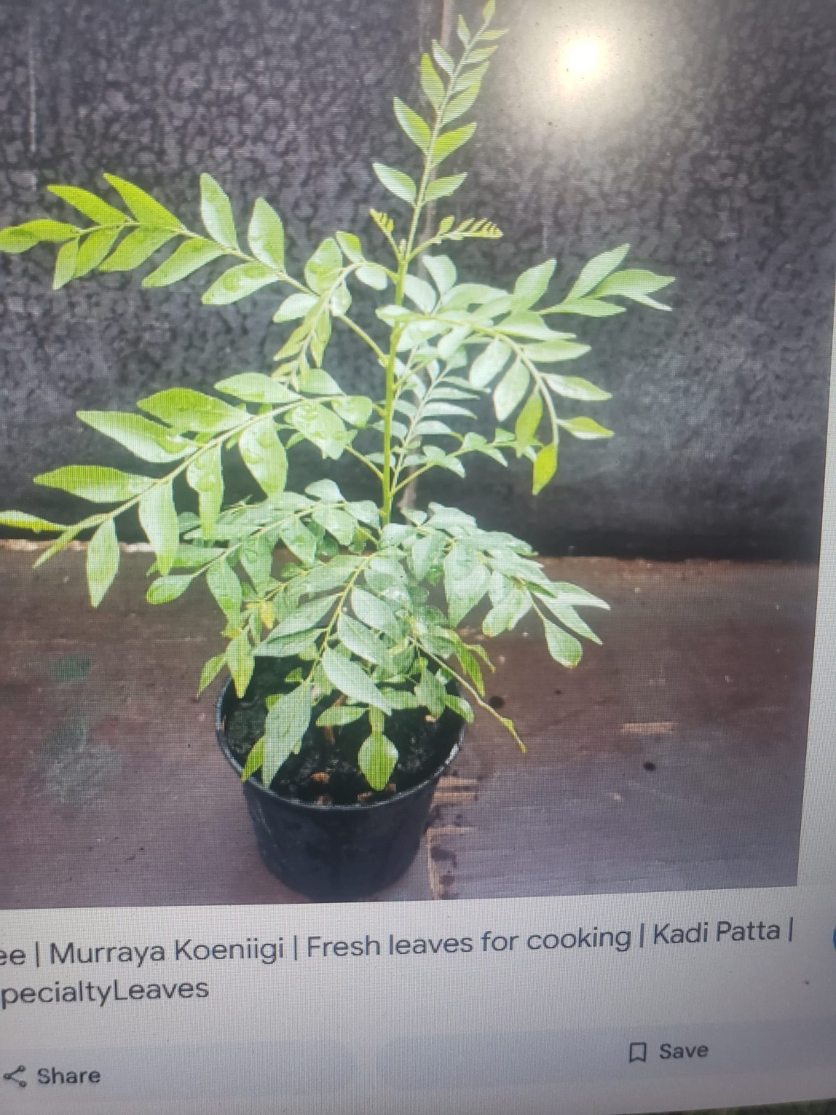 Organic Curry Leaf (Murraya koengini) Plant 12 Inches + USA Seller-Free Shipping