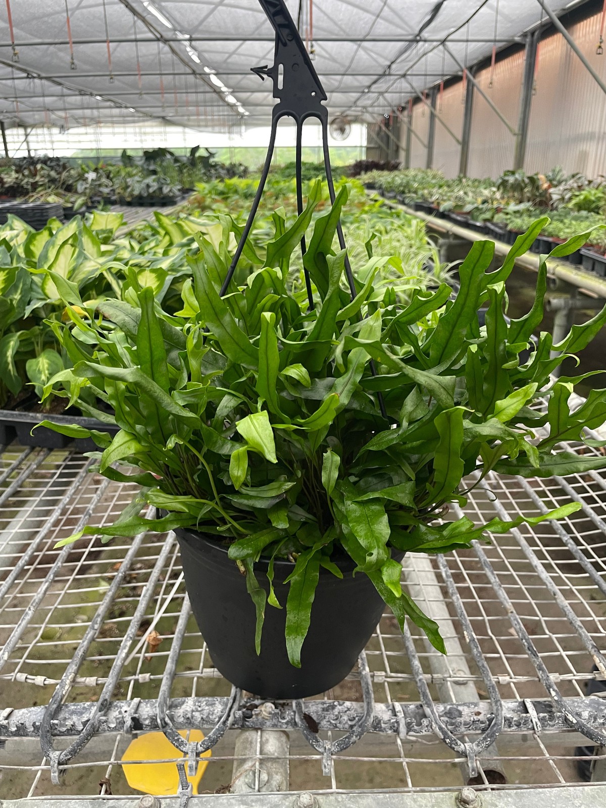 Fern ‘Kangaroo Paw’
