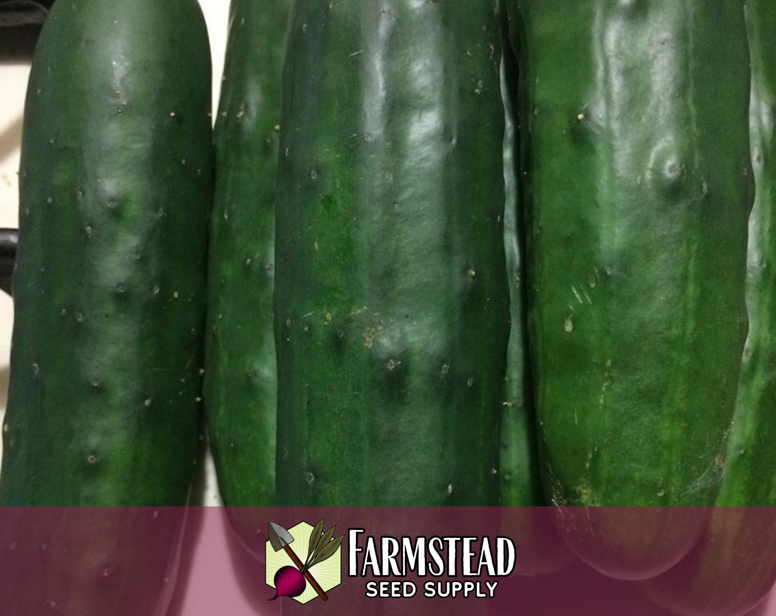 360+ Cucumber Seeds [Marketmore 76] Vegetable Garden Seed Packet, Heirloom, USA