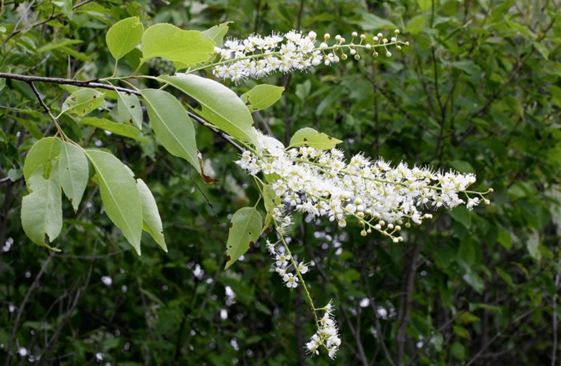 2 Black Cherry Trees Bare Root Live Plants Prunus Serotina Outdoor Garden