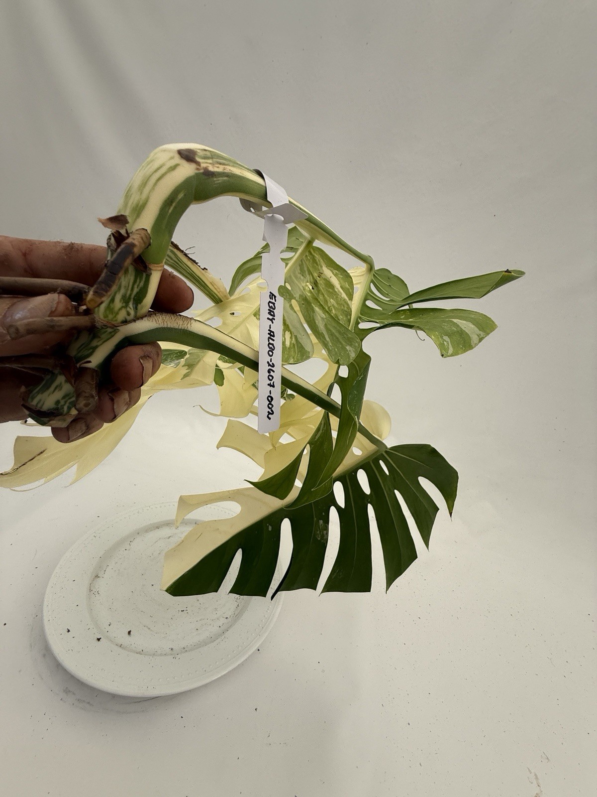 Monstera Albo top cutting EBAY-2607-002