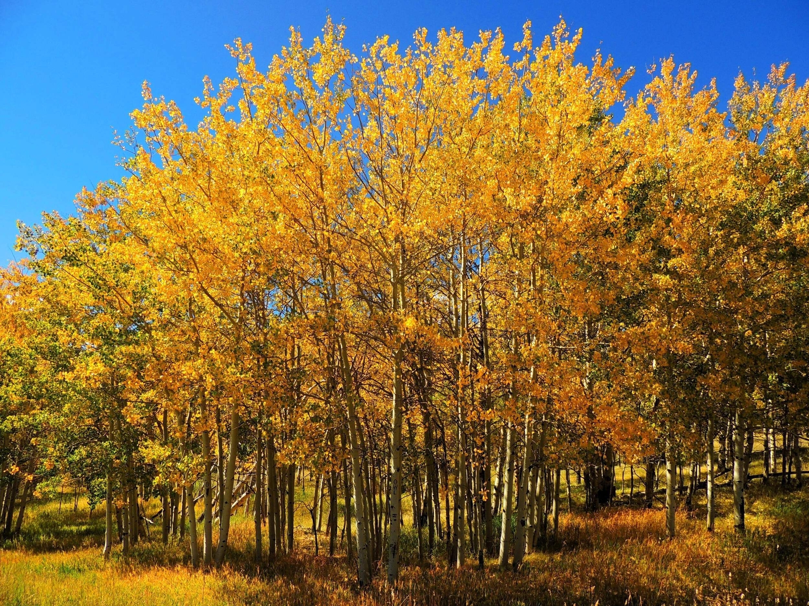 50 Golden QUAKING ASPEN TREE Populus Tremuloides White Bark Yellow Fall Seeds