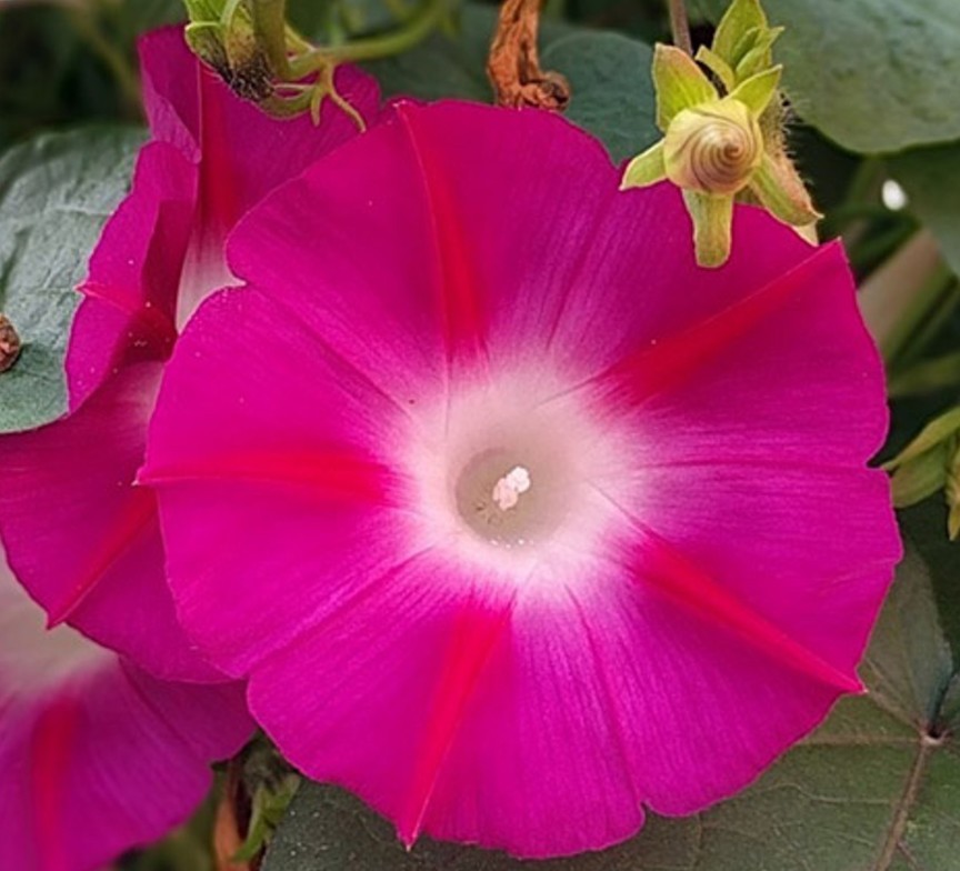 30 Pink Rambler Morning Glory Seeds Flower Perennial Vine