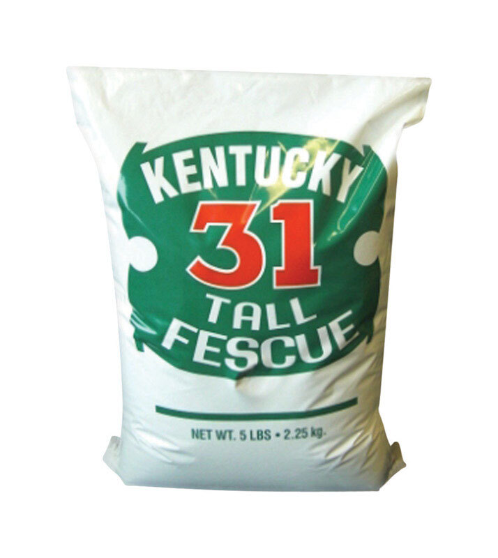 Barenbrug Tall Fescue Grass Seed 5 lb.