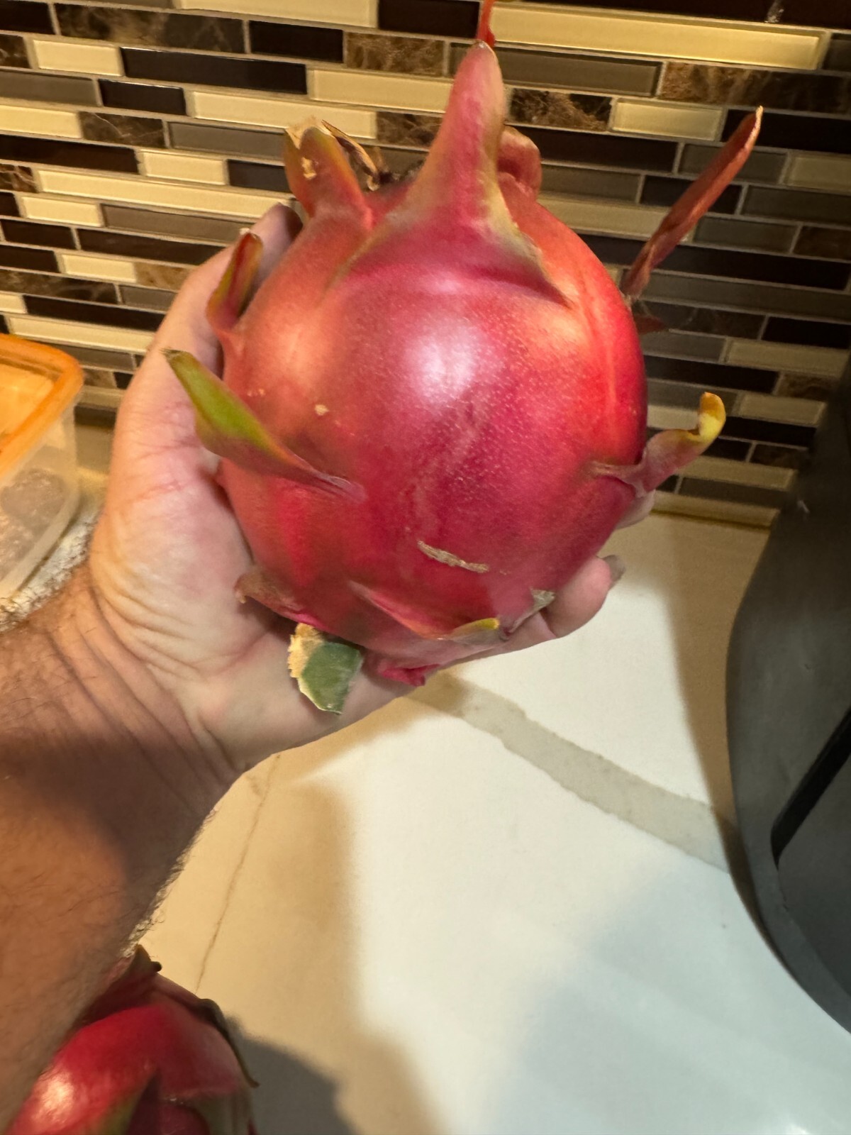 ULTRA RARE DRAGON FRUIT CUTTINGS – MULTIPLE VARIETIES – 8″ – 12: SIZE