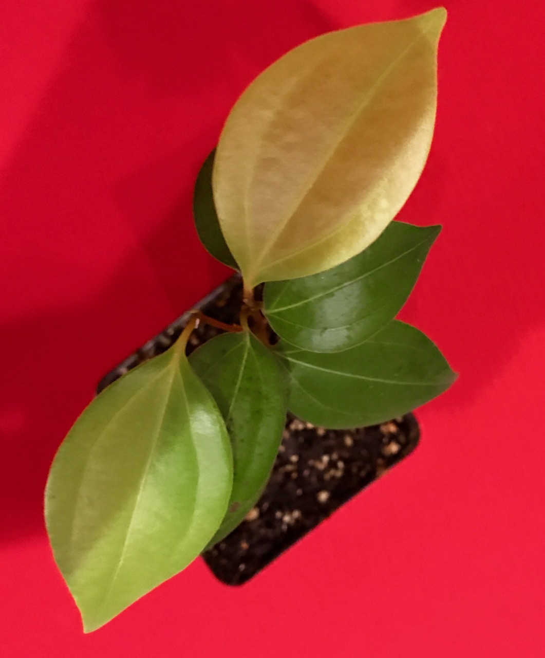 CEYLON CINNAMON Cinnamomum zeylanicum Starter Tree Potted Plant Spice Tea
