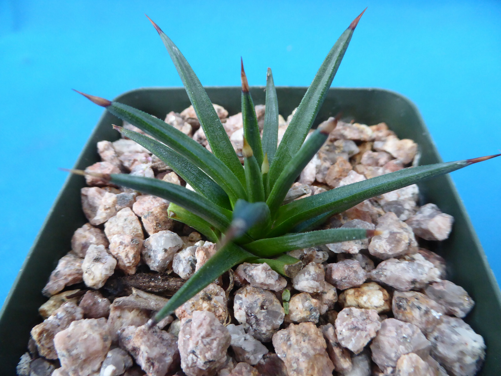 Agave albopilosa Seedling Plants VERY RARE Agave! 4+ Years Old! 2″-3″ Wide